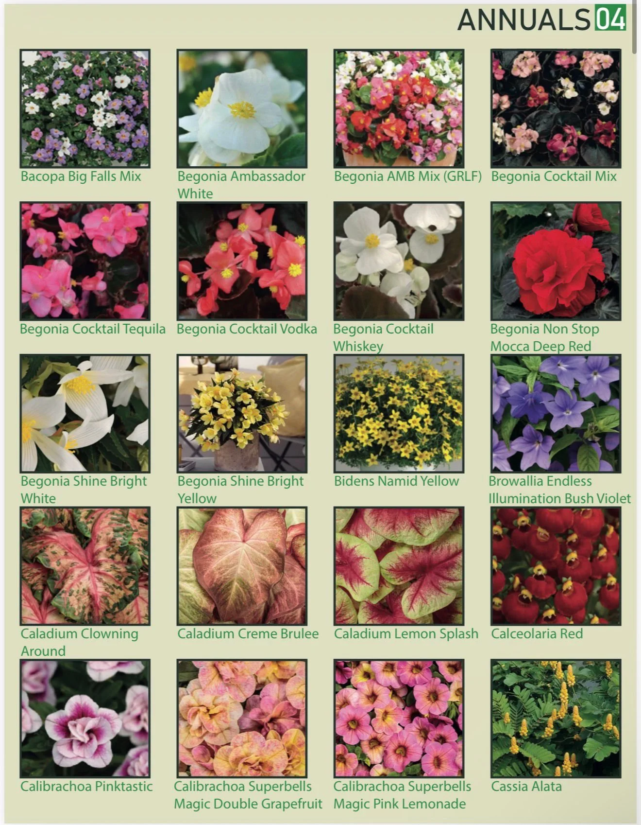 A chart displaying various annual flowers, including images and names such as Bacopa Big Falls Mix, Begonia Ambassador White, Begonia AMB Mix, Begonia Cocktail Mix, Begonia Cocktail Tequila, Begonia Cocktail Vodka, Begonia Cocktail Whiskey, Begonia N