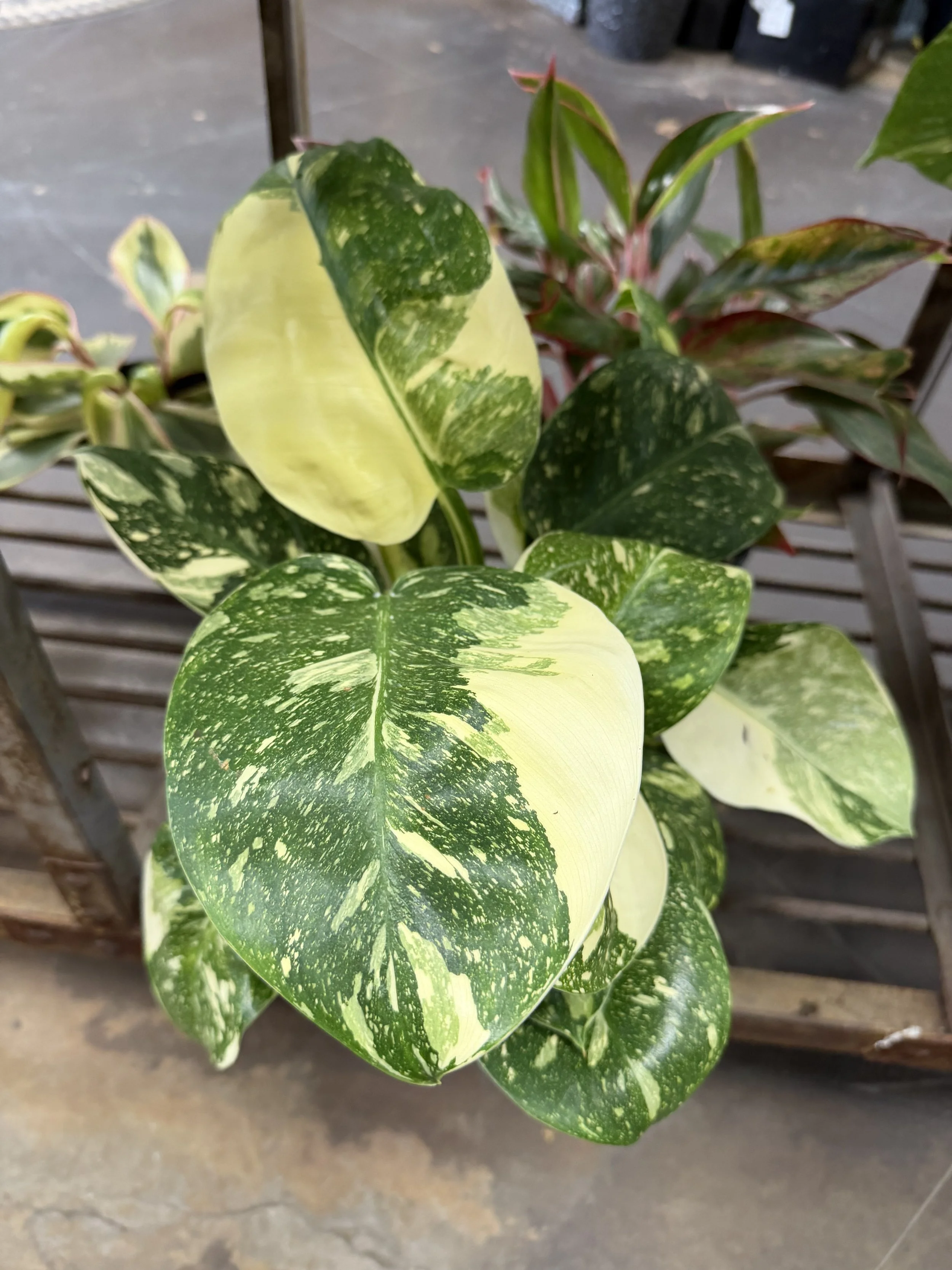A close-up of variegated pothos plant leaves with green and yellow or cream coloring, hanging down over a concrete floor, with some wooden and black outdoor furniture in the background.