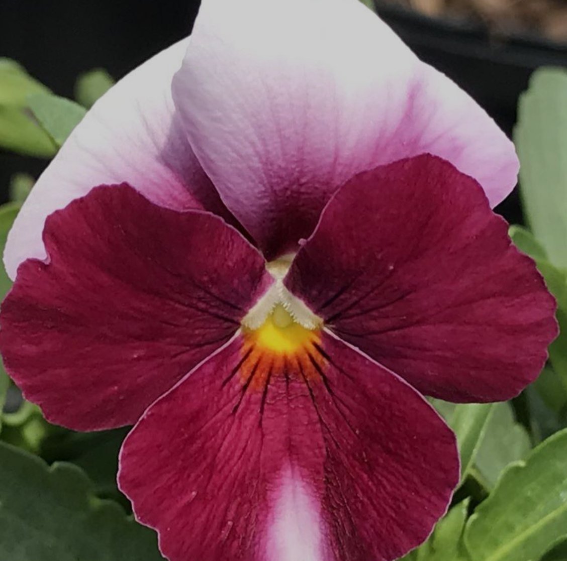 Viola ColorMax Beacon Rose.jpg