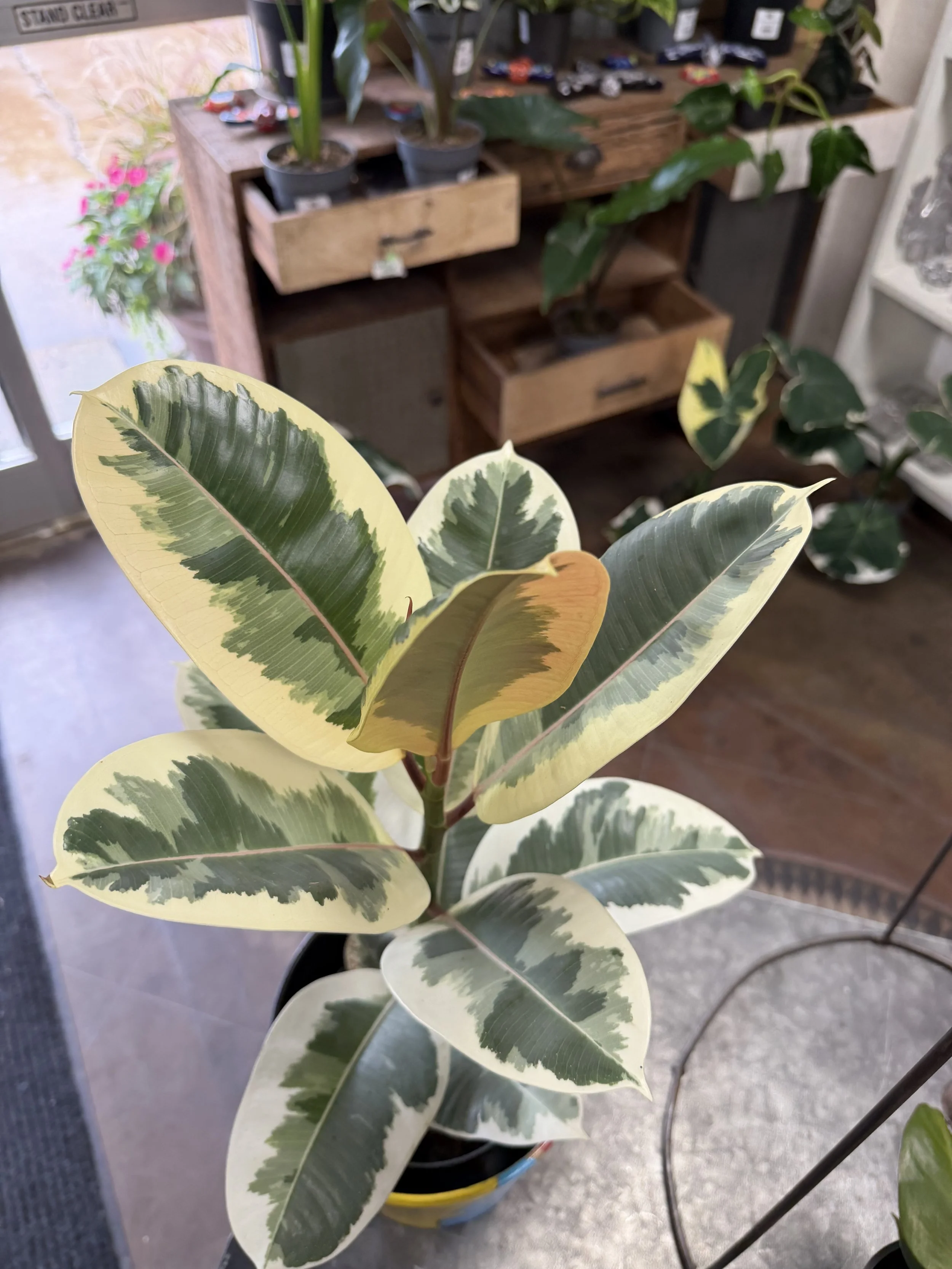Variegated rubber plant with large green and cream-colored leaves in a pot, visible in a store or plant shop.