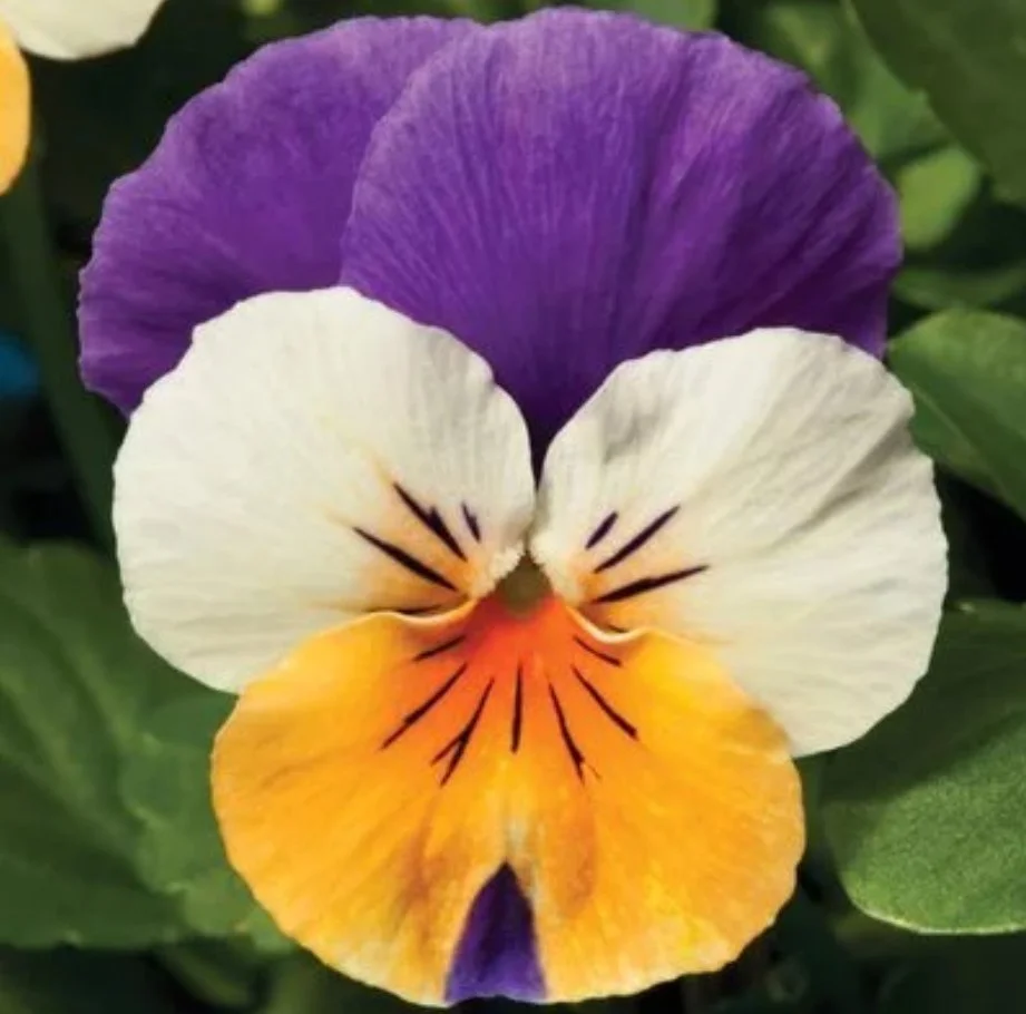 Viola Penny Peach Jump Up.jpg