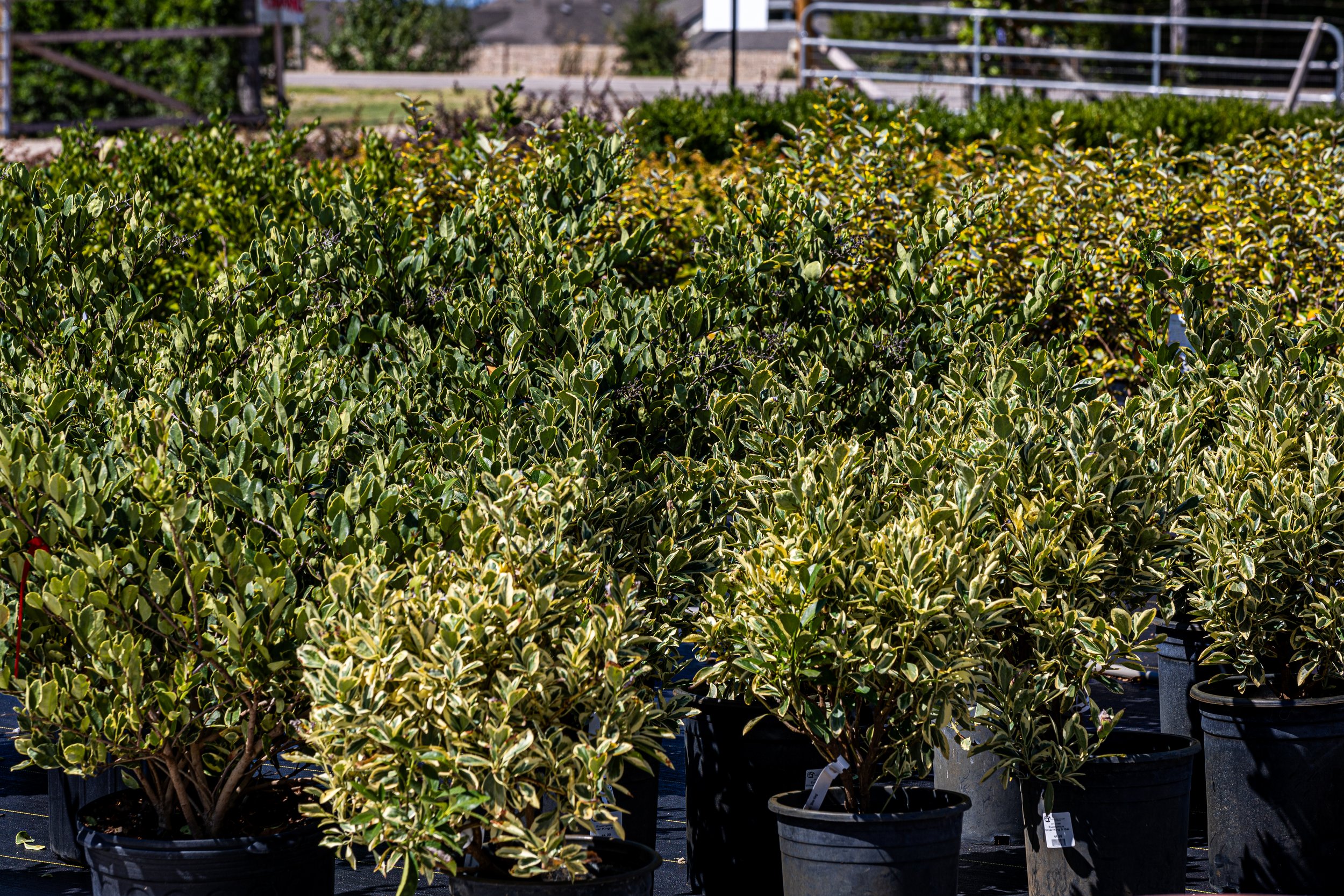 Several potted bushes with variegated green and yellow leaves arranged outdoors, with a paved street, grass, and fences in the background.