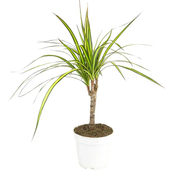 4dracaenasunraycane_600x.webp