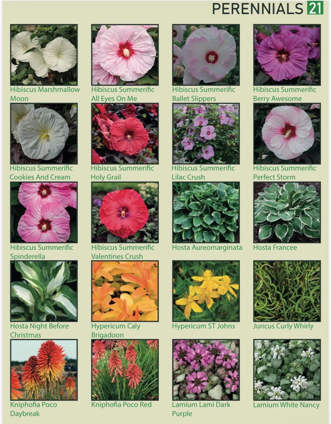 A gardening chart showing various perennial flowers, including hibiscus, hosta, hypericum, kniphofia, lamium, and others, with plant names and colorful flower photos.