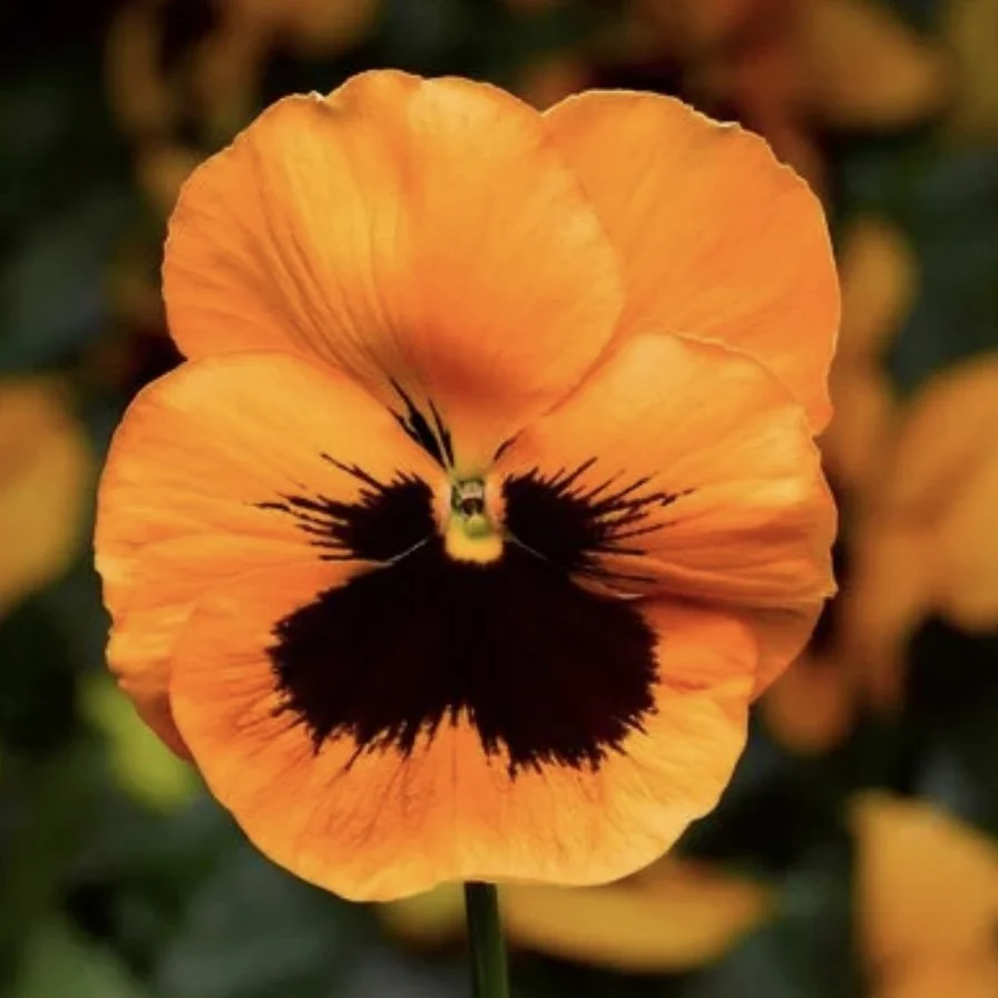 Pansy Select Orange Blotch.jpg