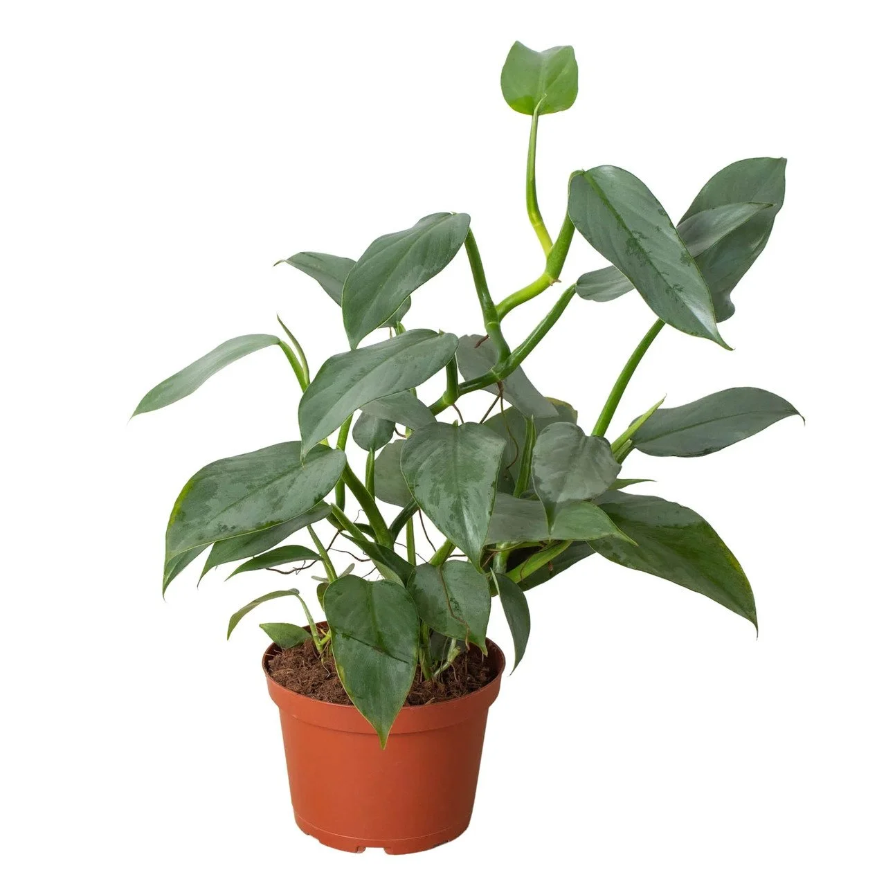 6_PHILODENDRON_SILVER.SWORD_2_1800x1800_3e341070-b4c5-4aad-a1ef-cd9bc4f8de7d__53901.jpg