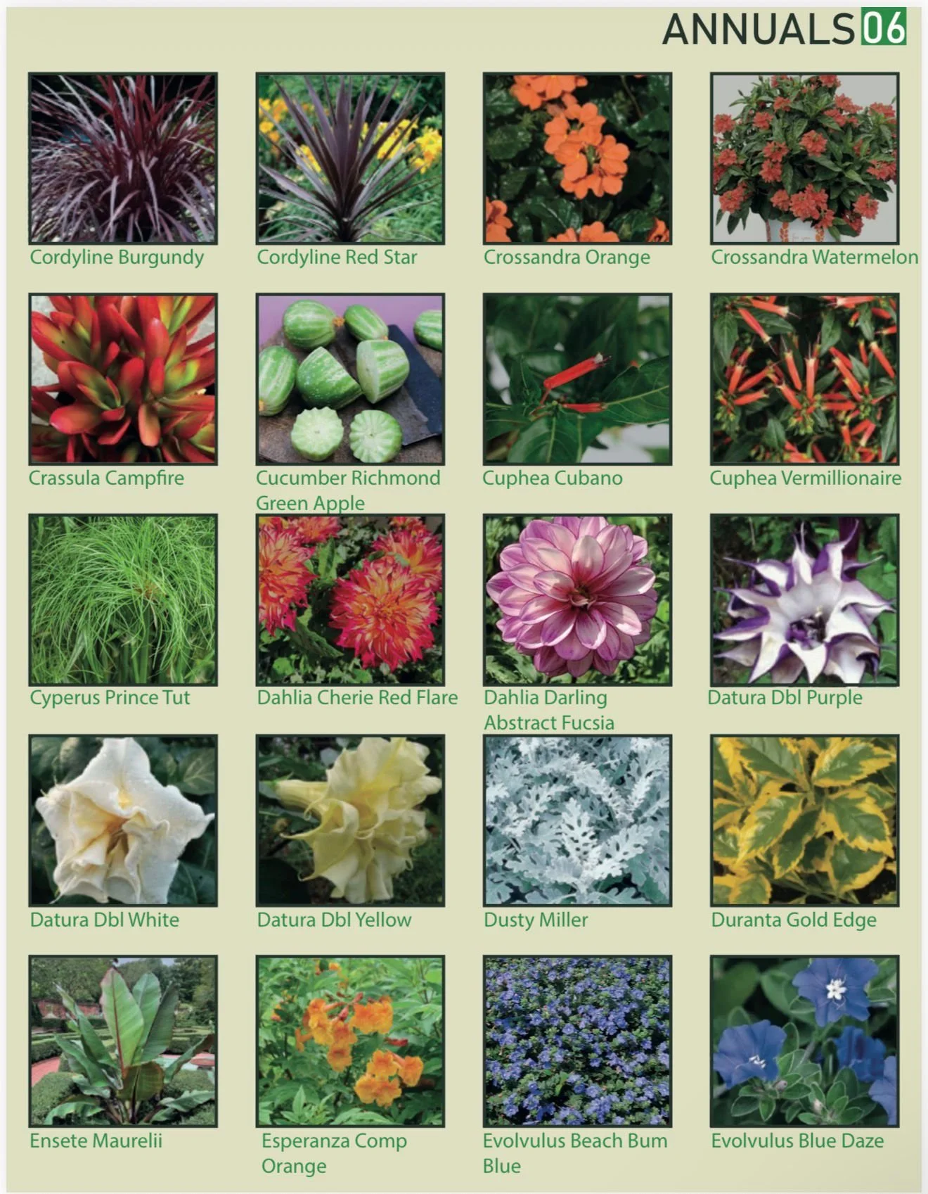 A catalog page titled 'ANNUALS 06' displaying 20 different plants including Cordyline Burgundy, Cordyline Red Star, Crossandra Orange, Crossandra Watermelon, Crassula Campfire, Cucumber Richmond Green Apple, Cuphea Cubano, Cuphea Vermillionaire, Cype