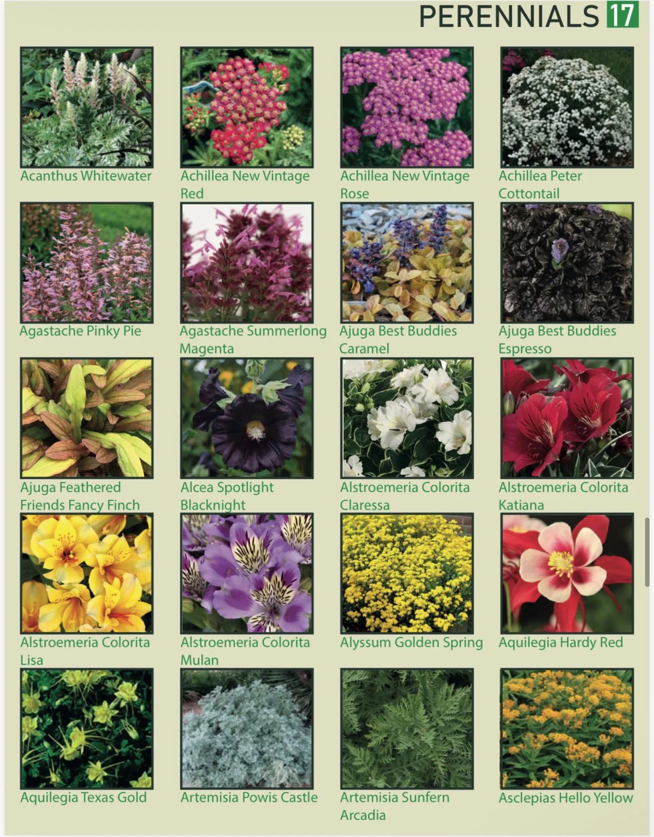 A chart titled 'Perennials 17' showing 20 different perennial flowers with images and names, including Acanthus Whitewater, Achillea New Vintage Red, Achillea New Vintage Rose, Achillea Peter Cottontail, Agastache Pinky Pie, Agastache Summerlong Mage