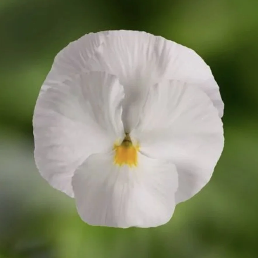 Pansy Colossus White.jpg