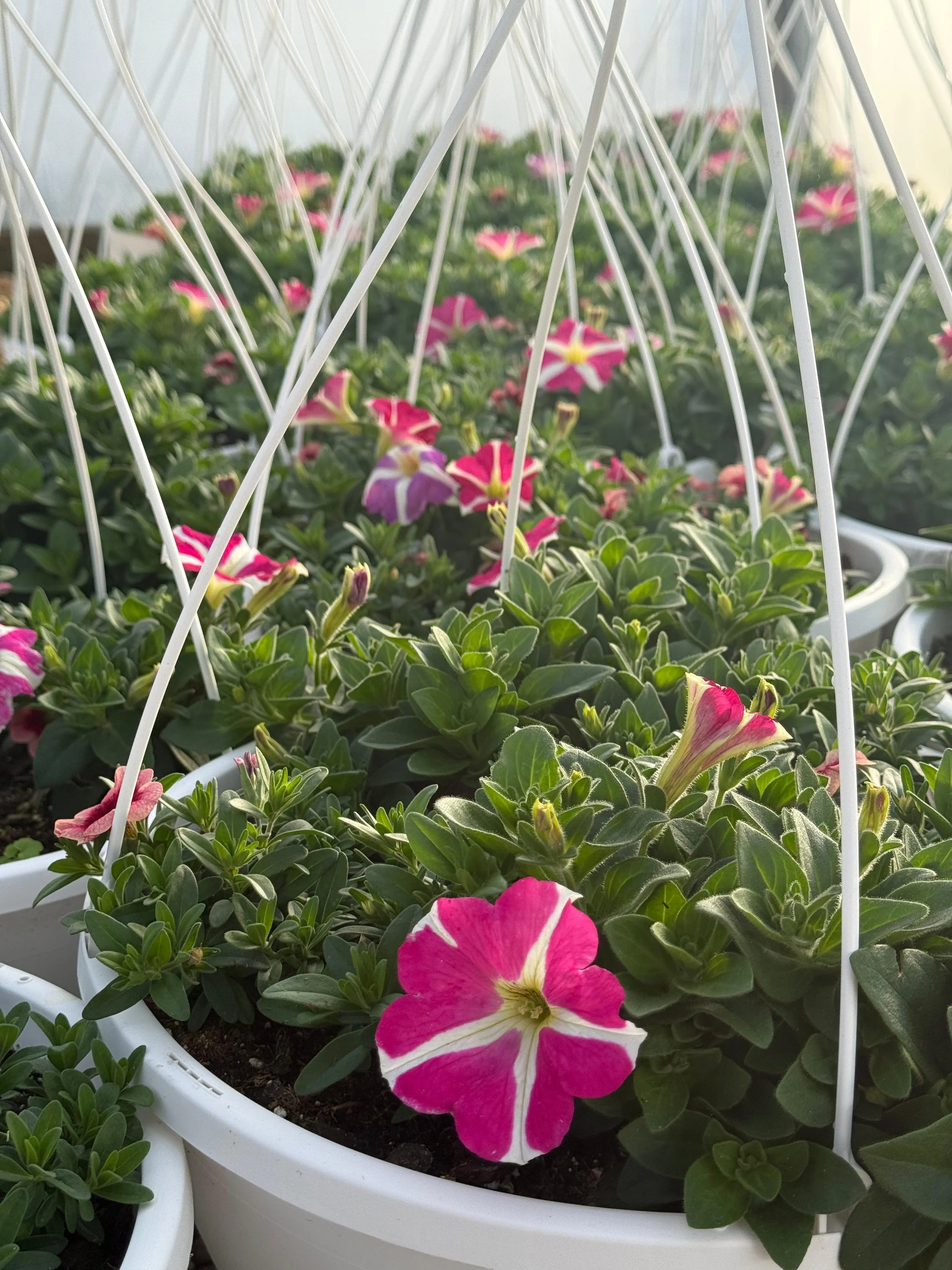 Close-up of pink and white petunia flowers in white hanging baskets inside a greenhouse.