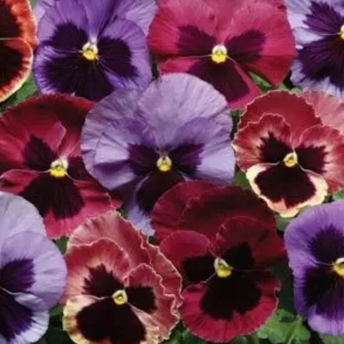 Pansy Matrix Coastal Sunrise Mix.jpg