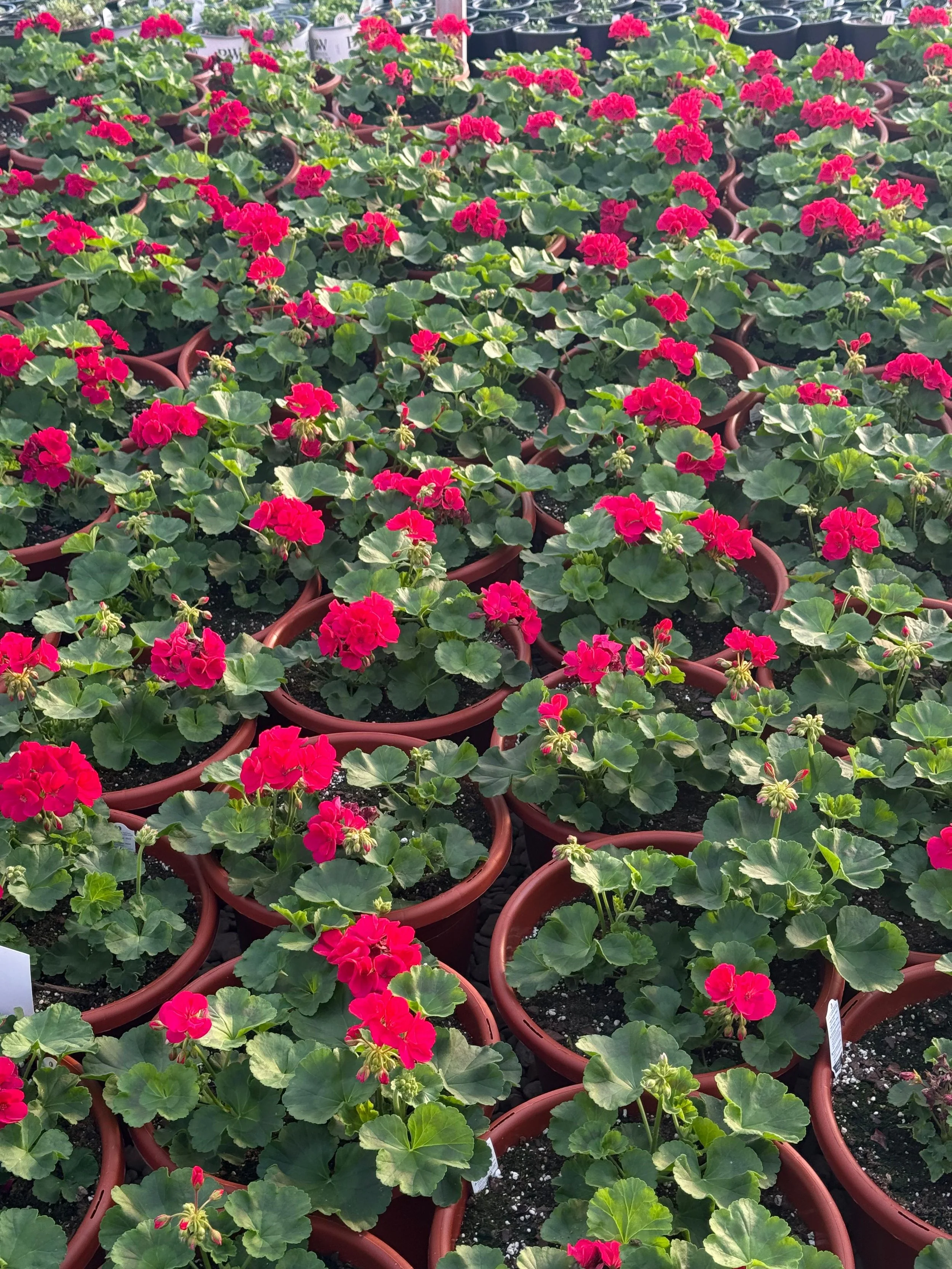 Multiple pots of pink geranium flowers arranged on a surface, with lush green leaves and vibrant blossoms.