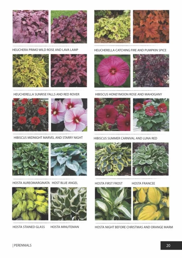 Gallery 3 — Rolke Greenhouses