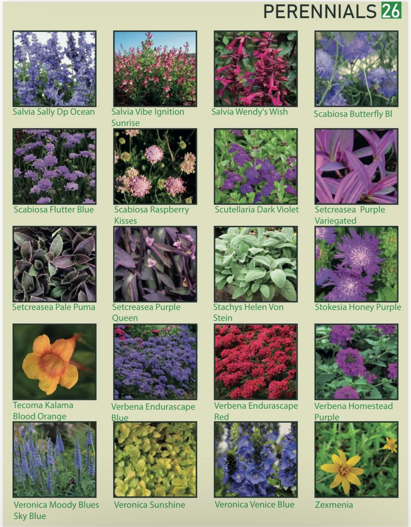 A chart of perennial flowers displaying 16 different types with photos and names, including Salvia Sally Dp Ocean, Salvia Vibe Ignition Sunrise, Salvia Wendy's Wish, and others.