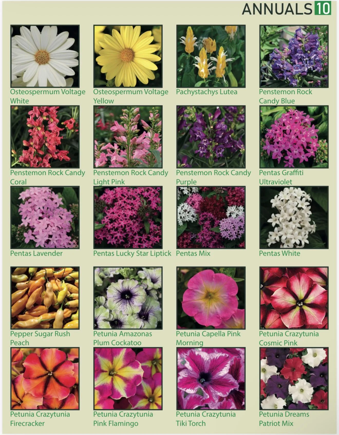 A collection of colorful annual flowers with names and variety labels, including daisies, lilies, Penstemon, Pentas, peppers, Petunias, and other colorful blooms.