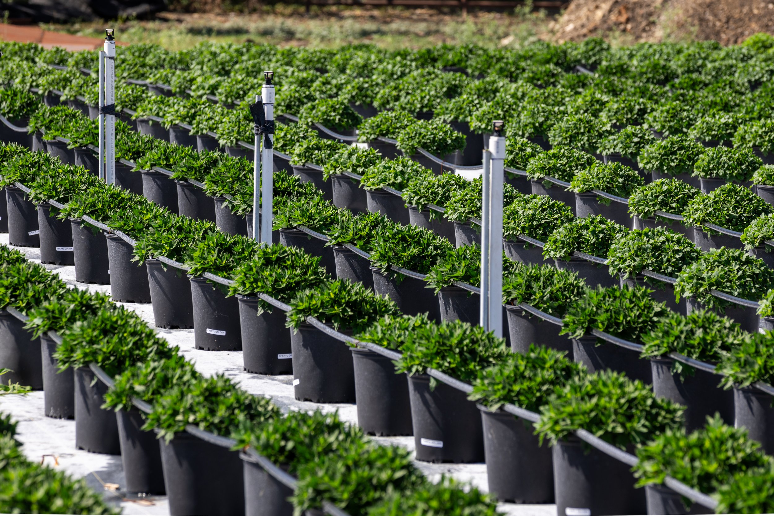 Rows of potted green plants in an outdoor farm setting, with irrigation drip lines and monitoring sticks installed among the plants.