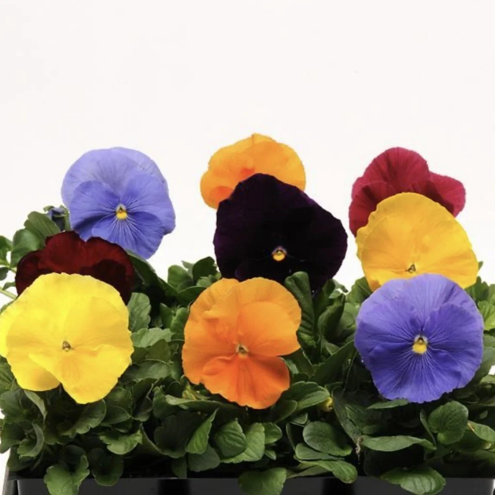 Pansy Matrix Jewels Mix.jpg