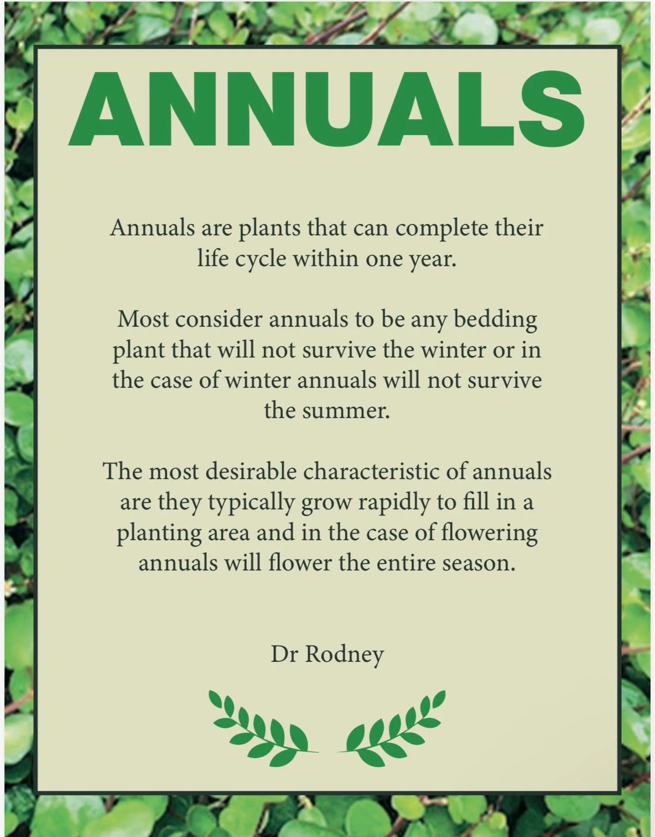 Information about annual plants with green leafy background.