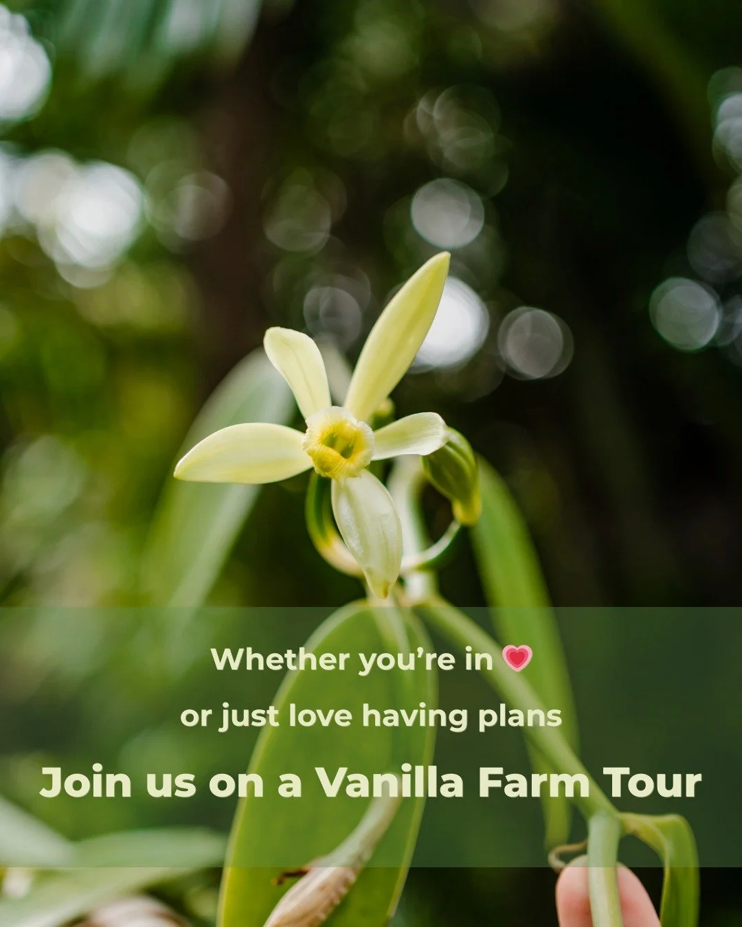Guided tours run every Tuesday, Thursday and Friday &mdash; we would love to welcome you. ❤️

🌿 Book your place via the link in our bio.

#VanillaParadiseNevis #VanillaFarmTours #Nevis #HamiltonEstate