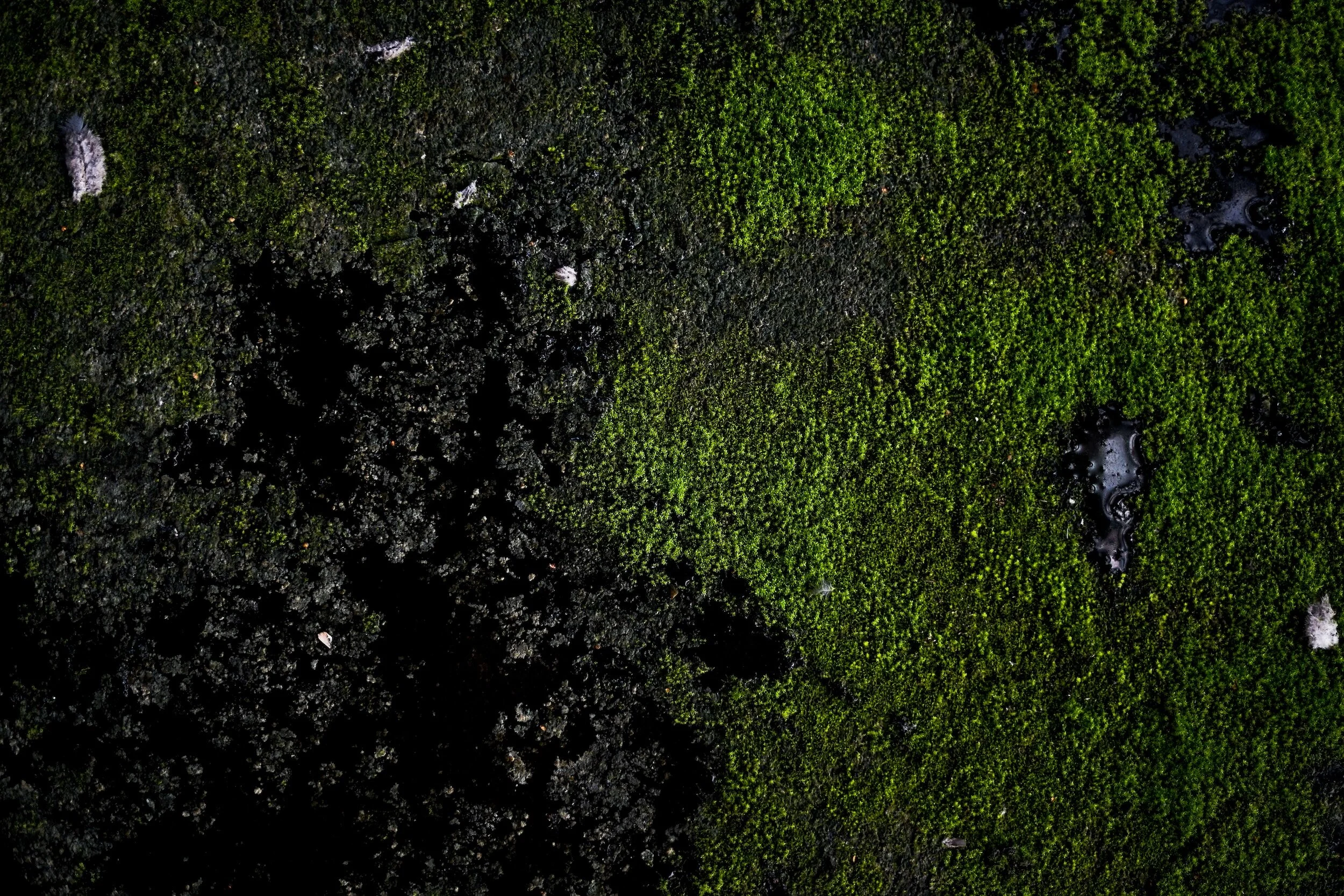 The Ultimate Guide to Green Cleaning: Sustainable Solutions for a Cleaner World