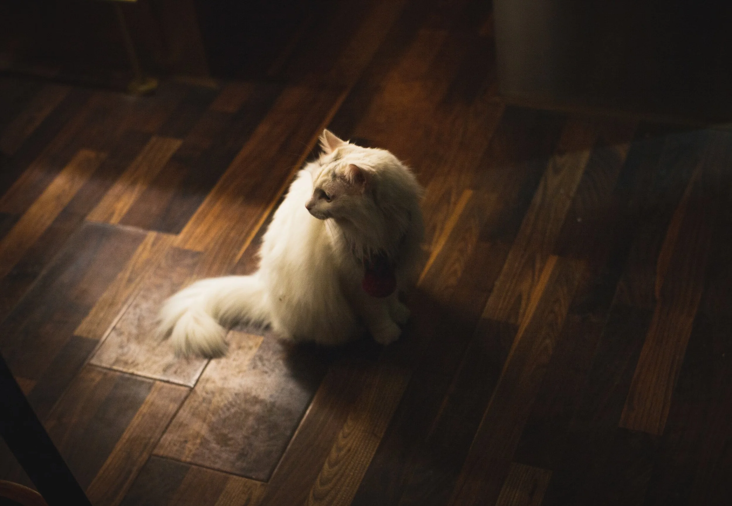 Tips for Cleaning and Maintaining Hardwood Floors: Preserve Their Beauty