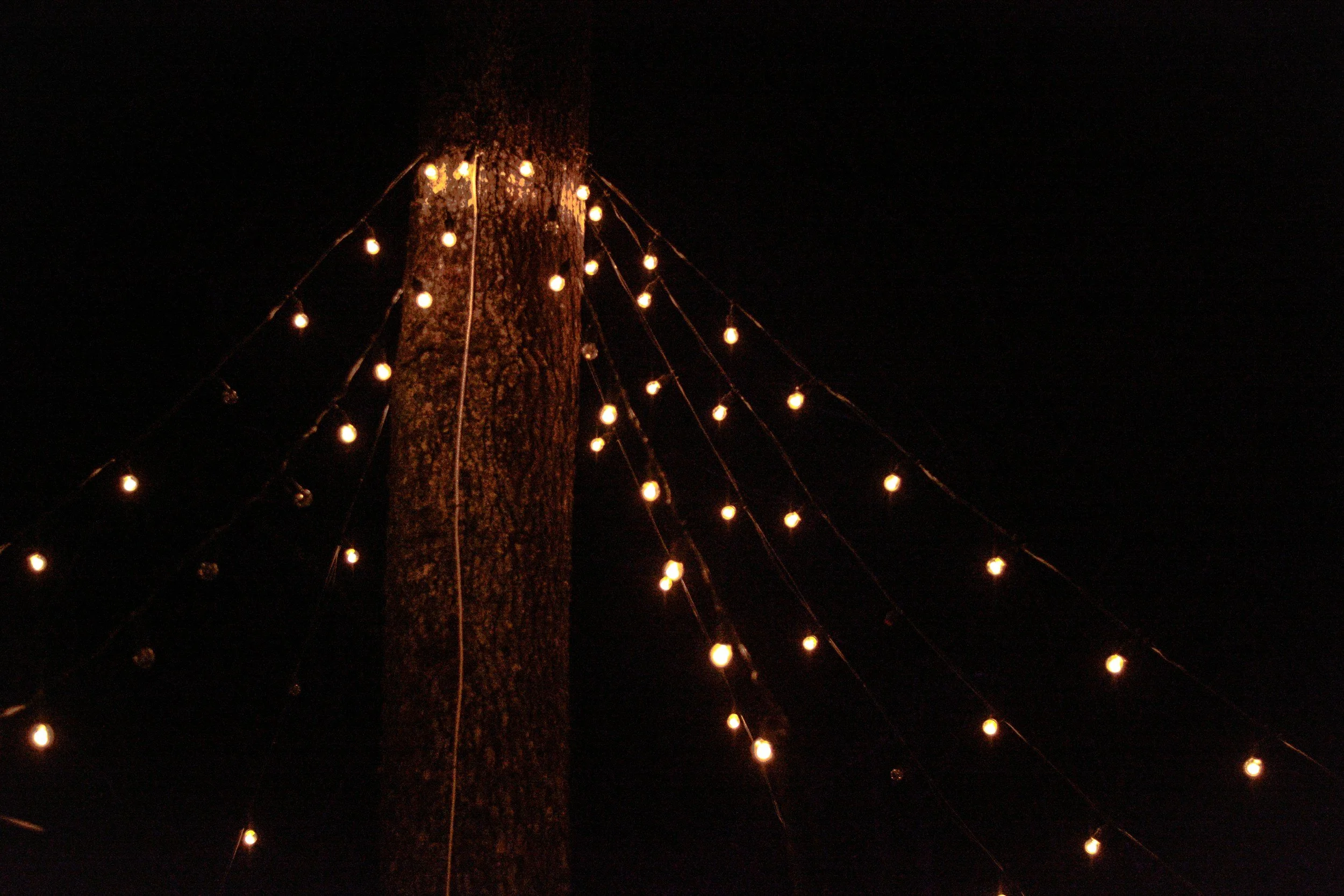 Tree trunk illuminated with strings of small, warm-colored string lights at night.