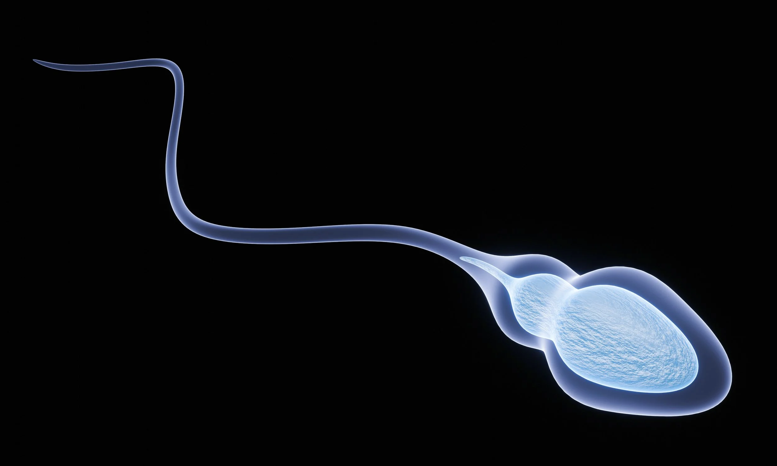 Impact of Stress on Sperm Quality
