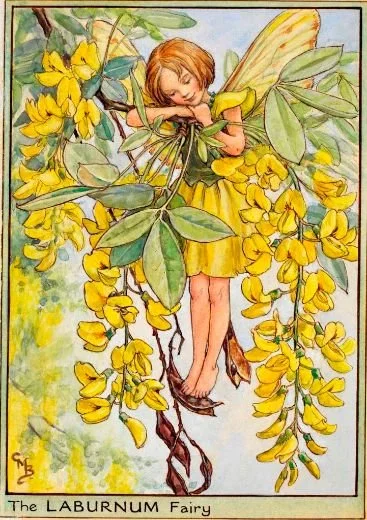 C7 - The Laburnum Fairy.jpg
