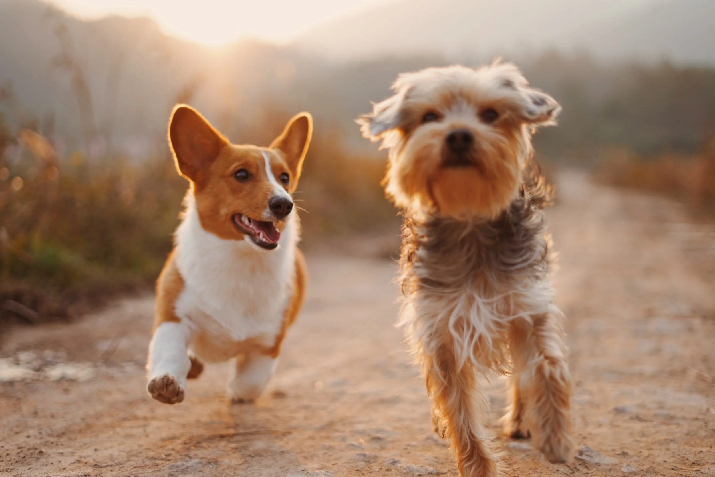 Doggie Happy Hour!