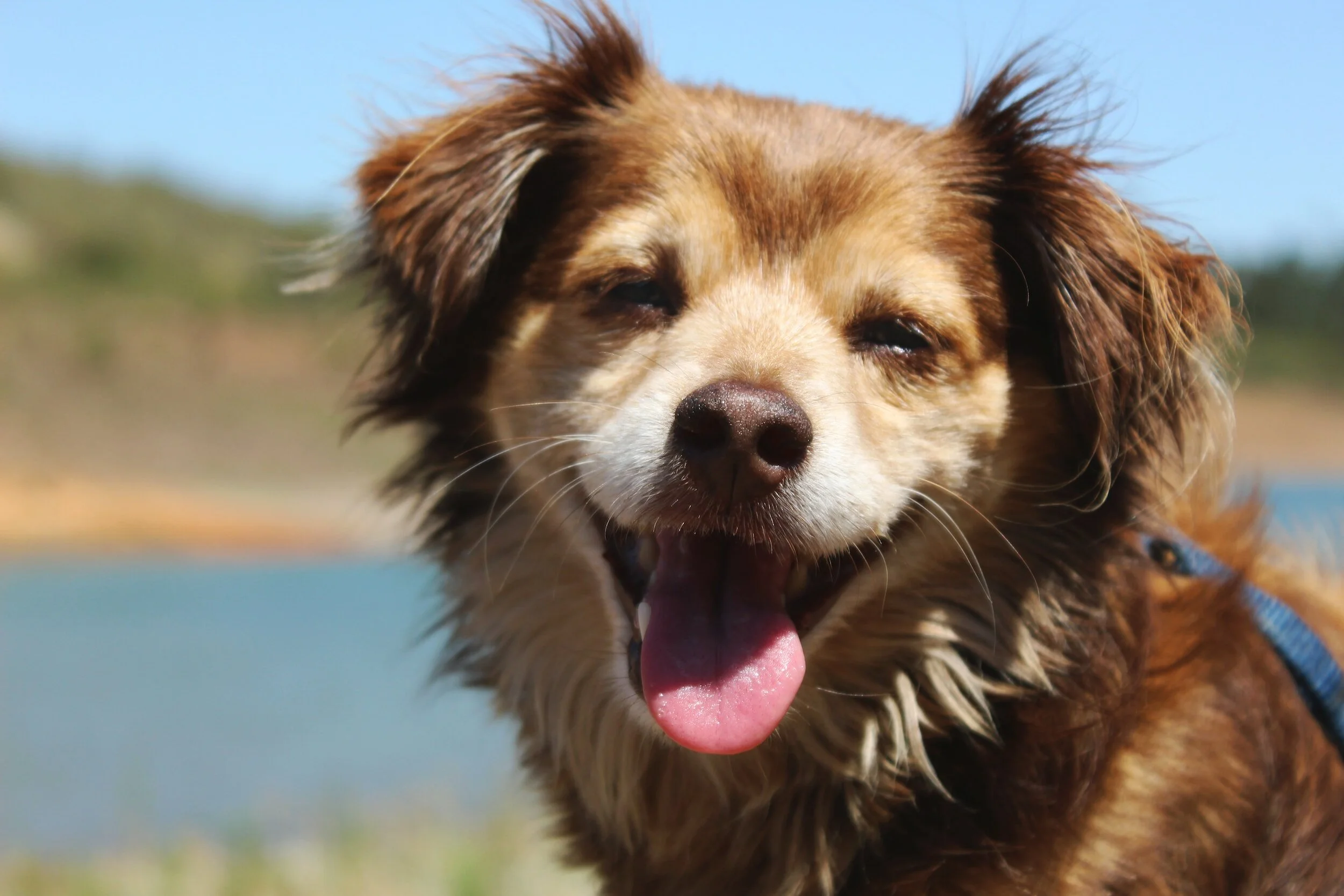 Doggie Happy Hour!