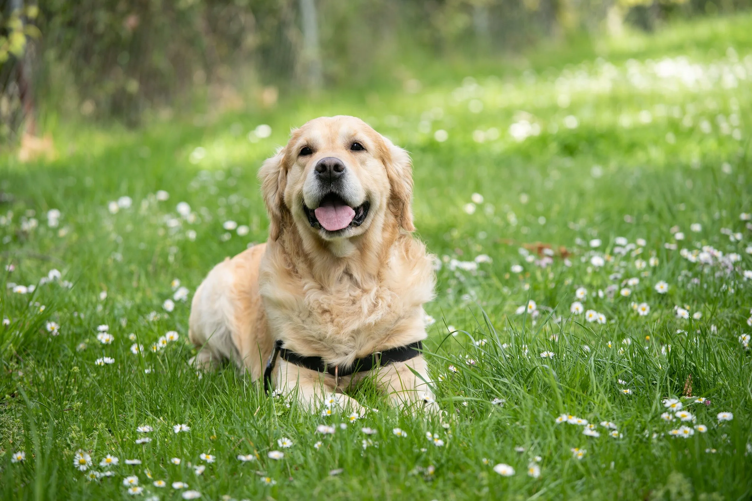 Doggie Happy Hour!