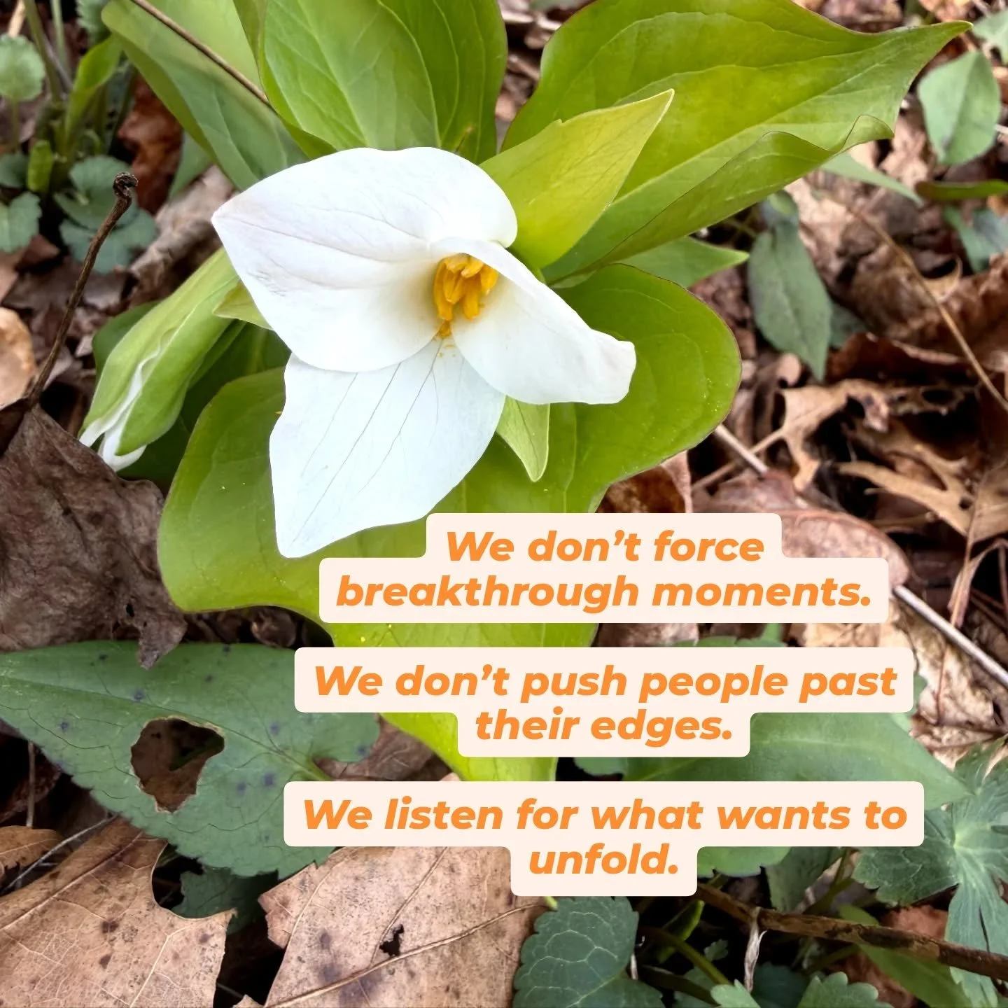 Hakomi has given me the tools to be present with a person &ndash; to track and contact what&rsquo;s happening explicitly and implicitly in the room through words and body language.

It has also given me the frameworks to see the unconscious adaptatio
