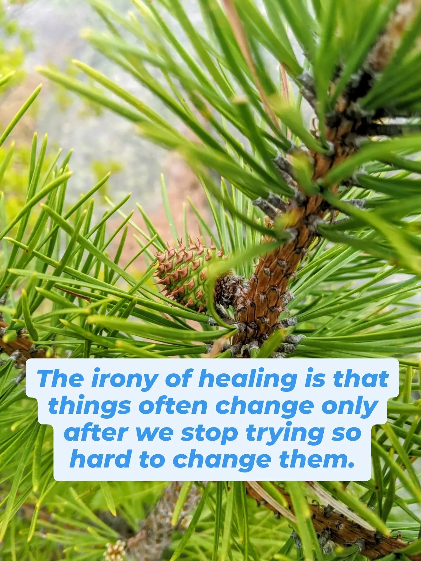 I have learned so many tools in this world of therapy. And yet, I am simultaneously unlearning all of the cultural conditioning in overriding presence for productivity and improvement.

In this unlearning, simply contacting and being with another per