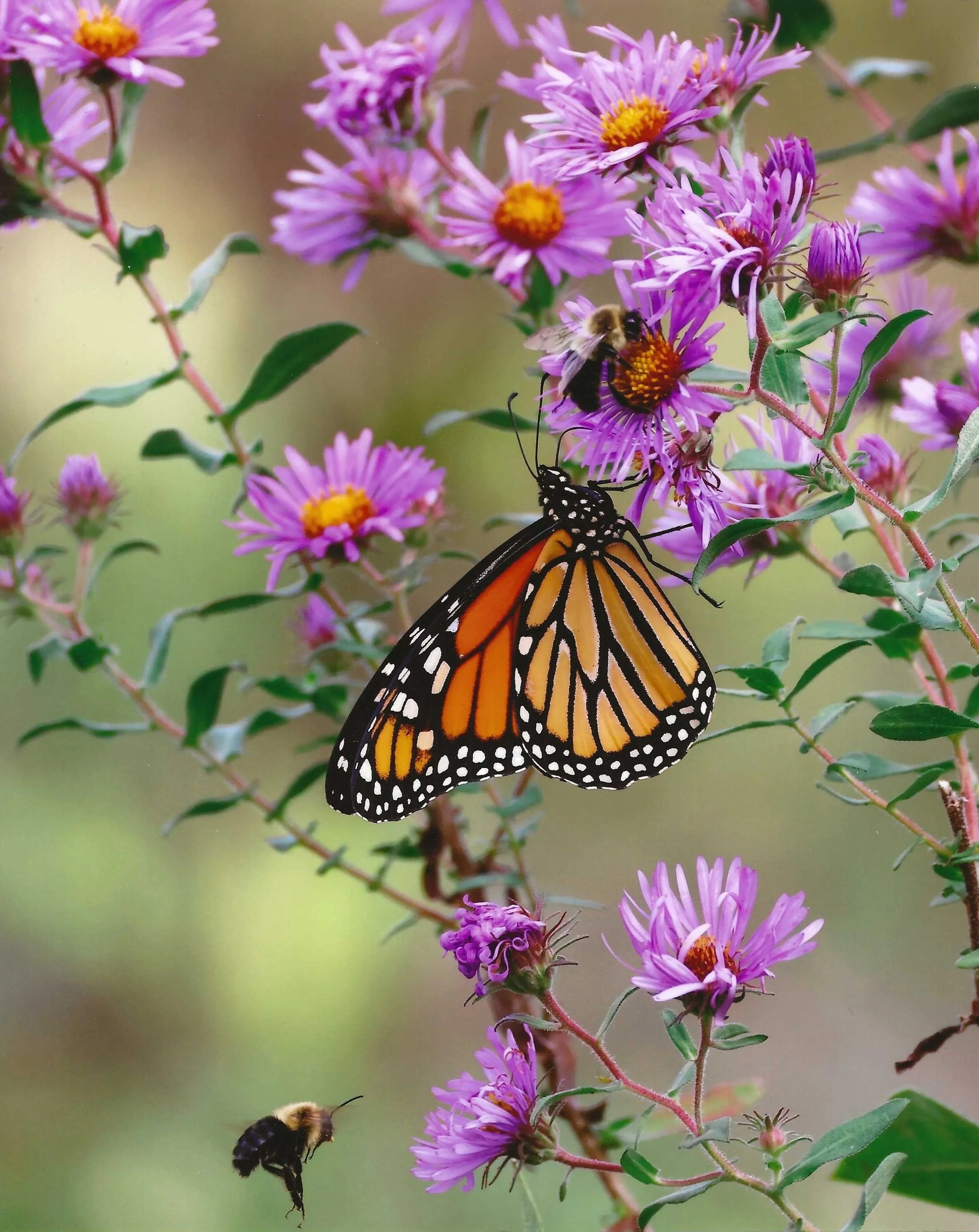 Adult Tom Moon "Aster - Bees and Butterfly"