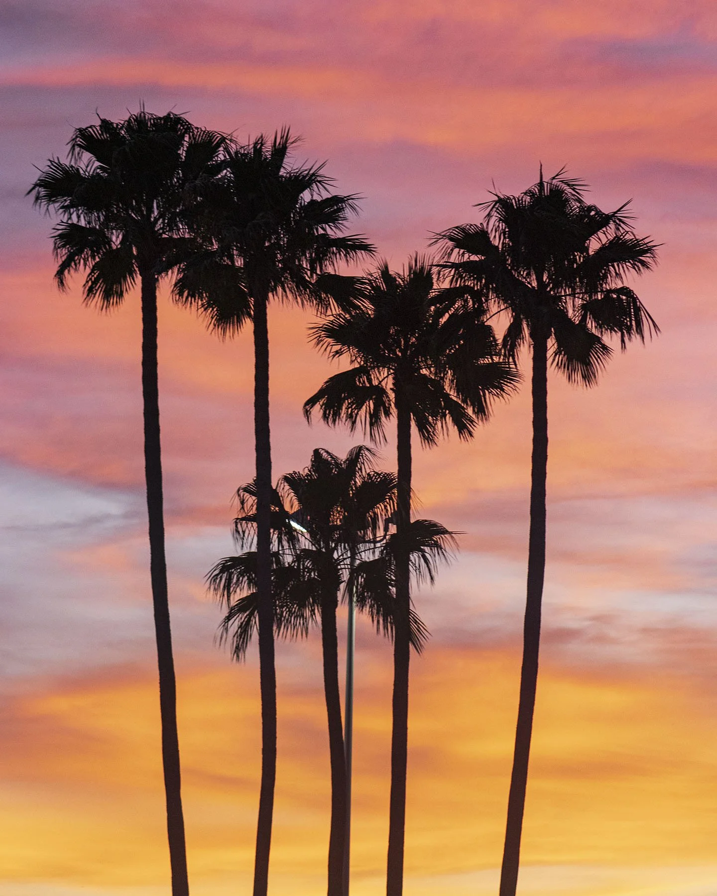 Silhouettes of tall palm trees against a colorful sunset sky with shades of pink, orange, and purple.