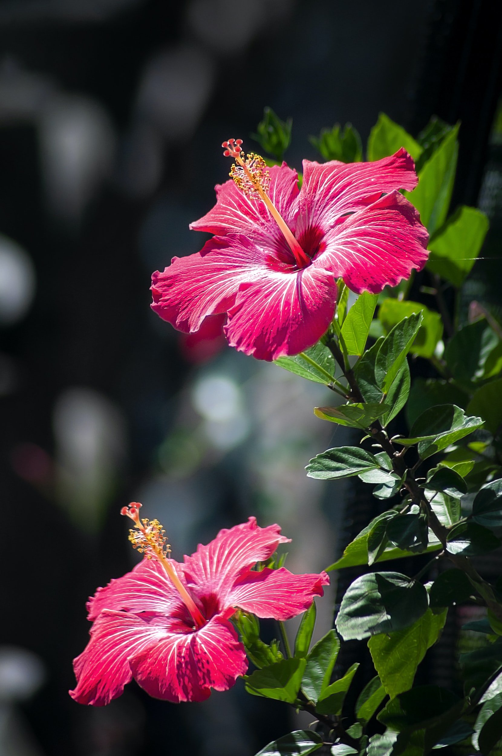 MG’s Summer Hibiscus Cooler