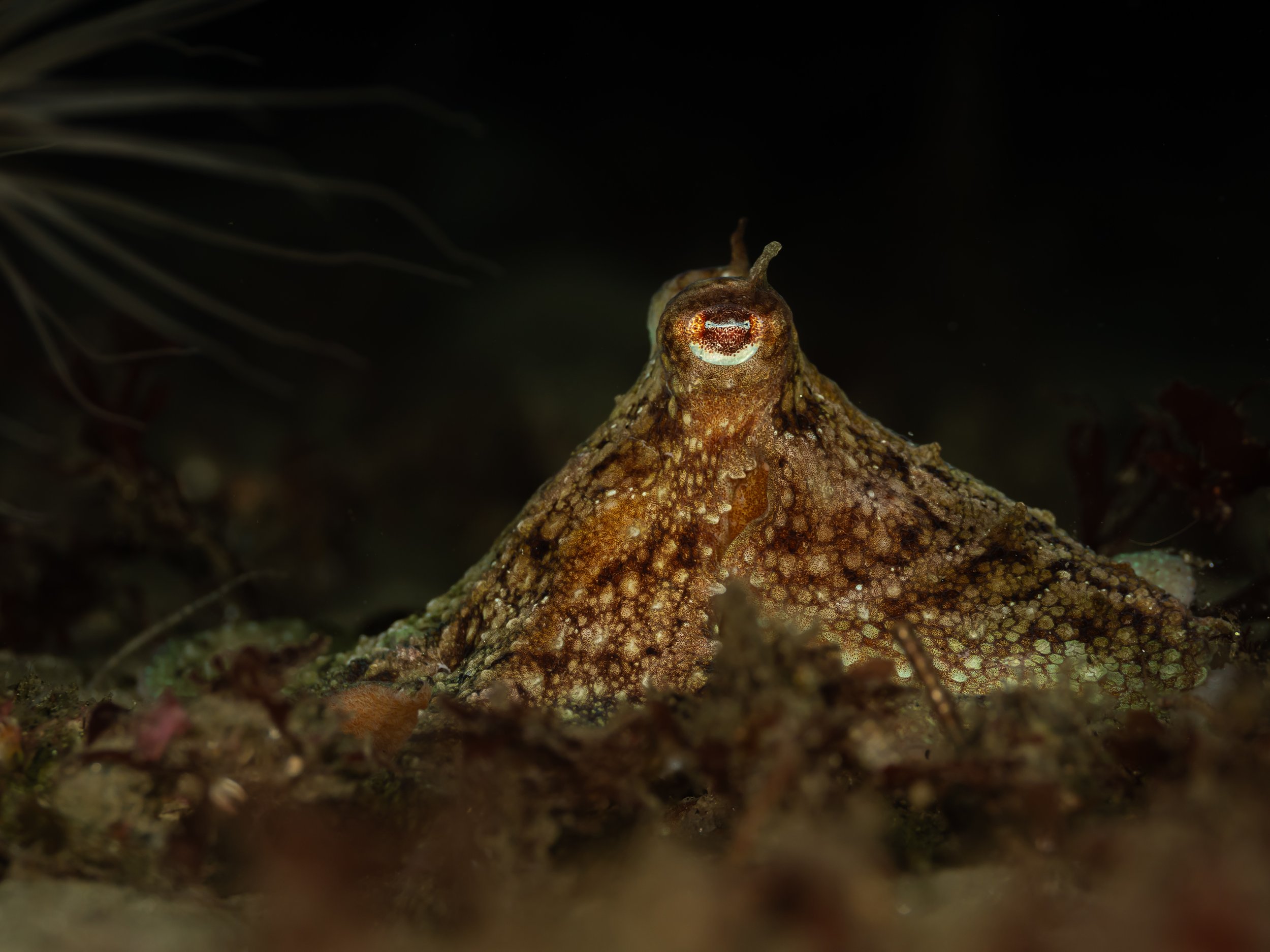 A camouflaged octopus blending with the ocean floor, with its arms spread out and textured skin, in a dark underwater environment.
