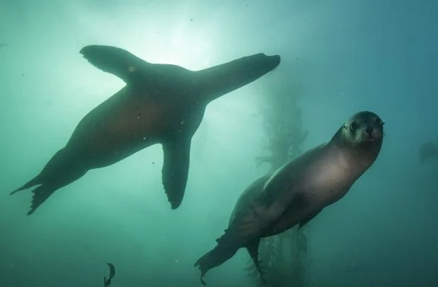 Two sea lions swimming underwater.