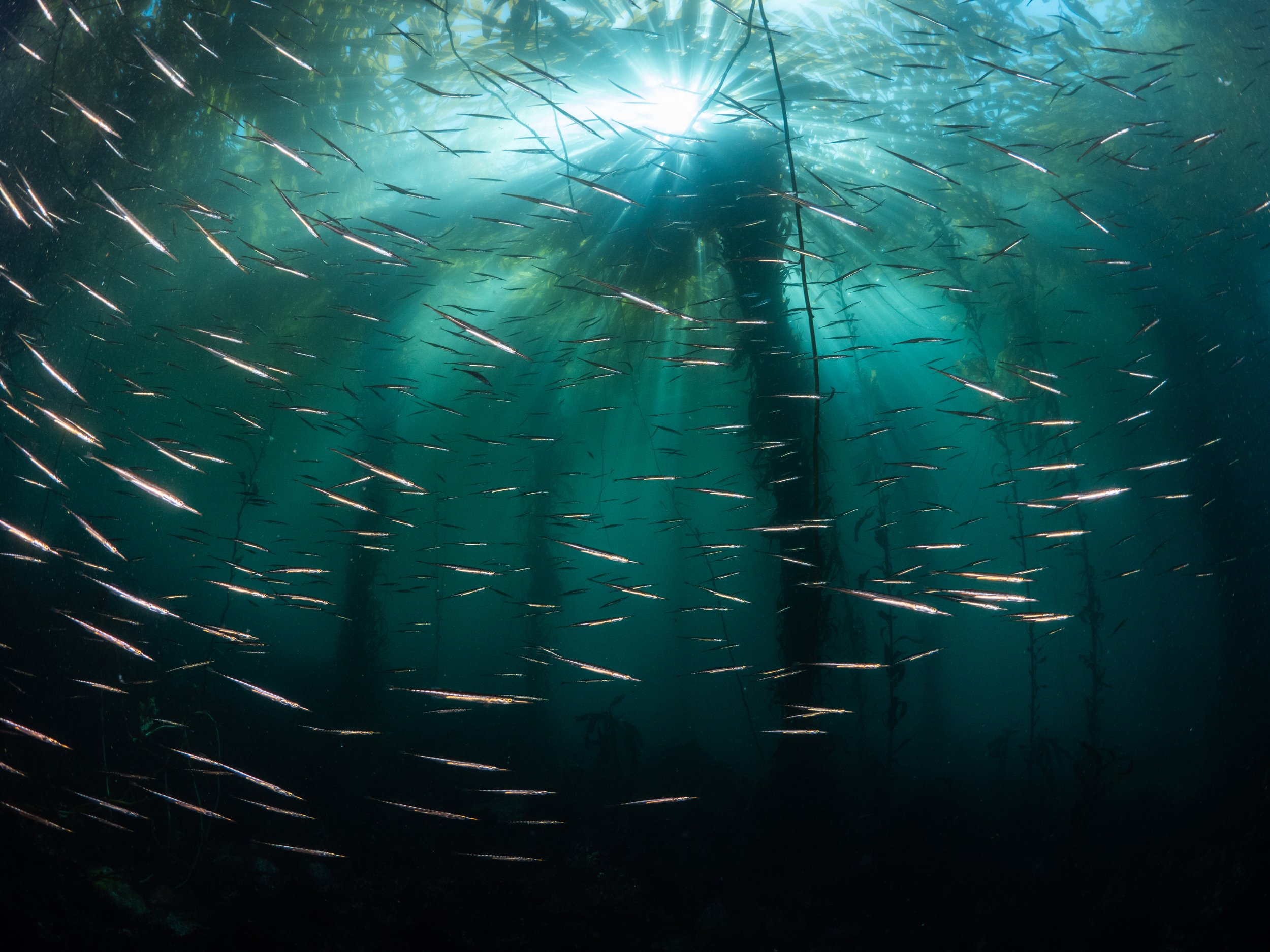 School of small fish swimming in front of a kelp forest.