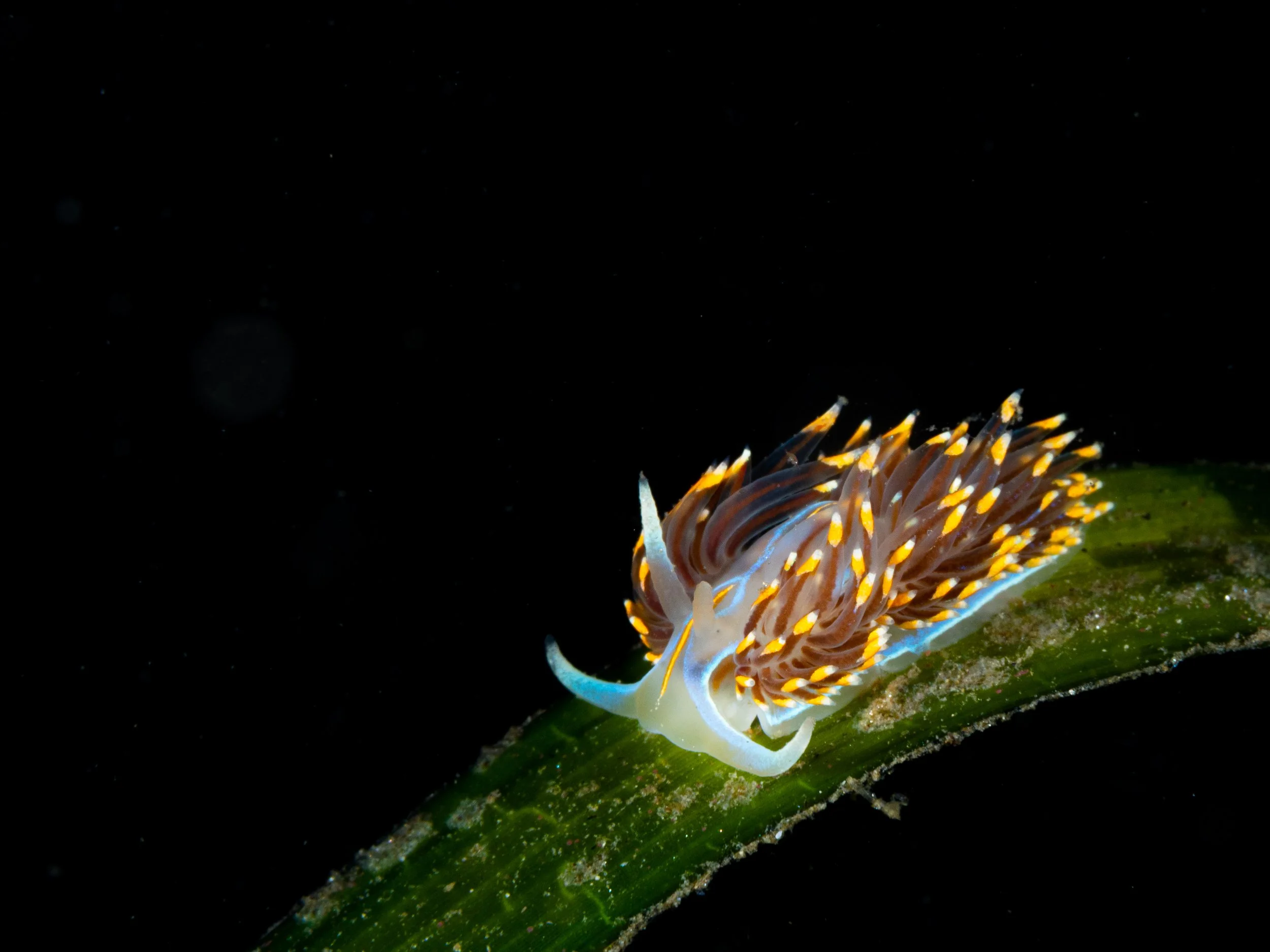 Close-up of a nudibranch, a colorful sea slug, on green plant life underwater with black background.