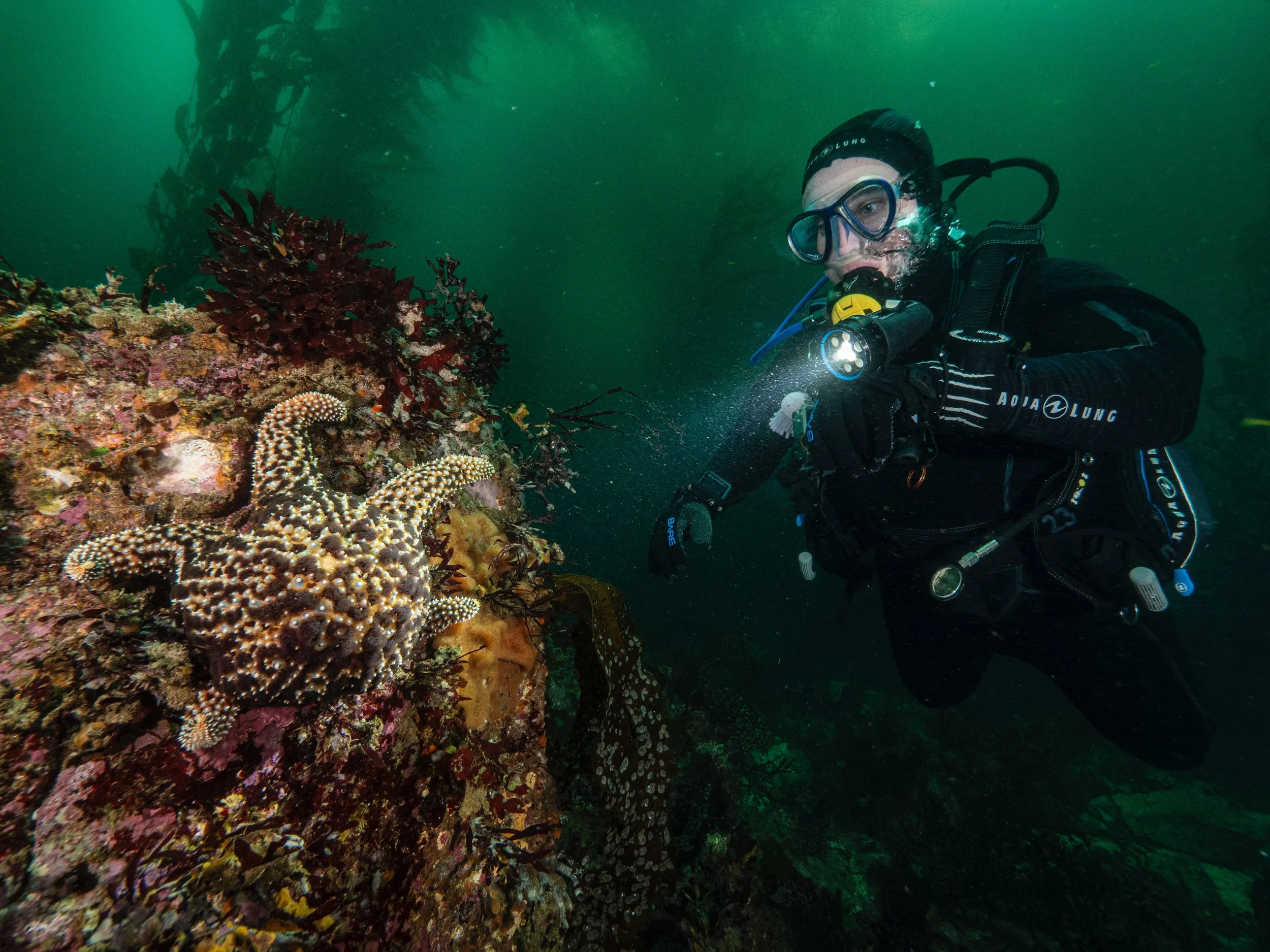 SCUBA diver in Monterey Bay