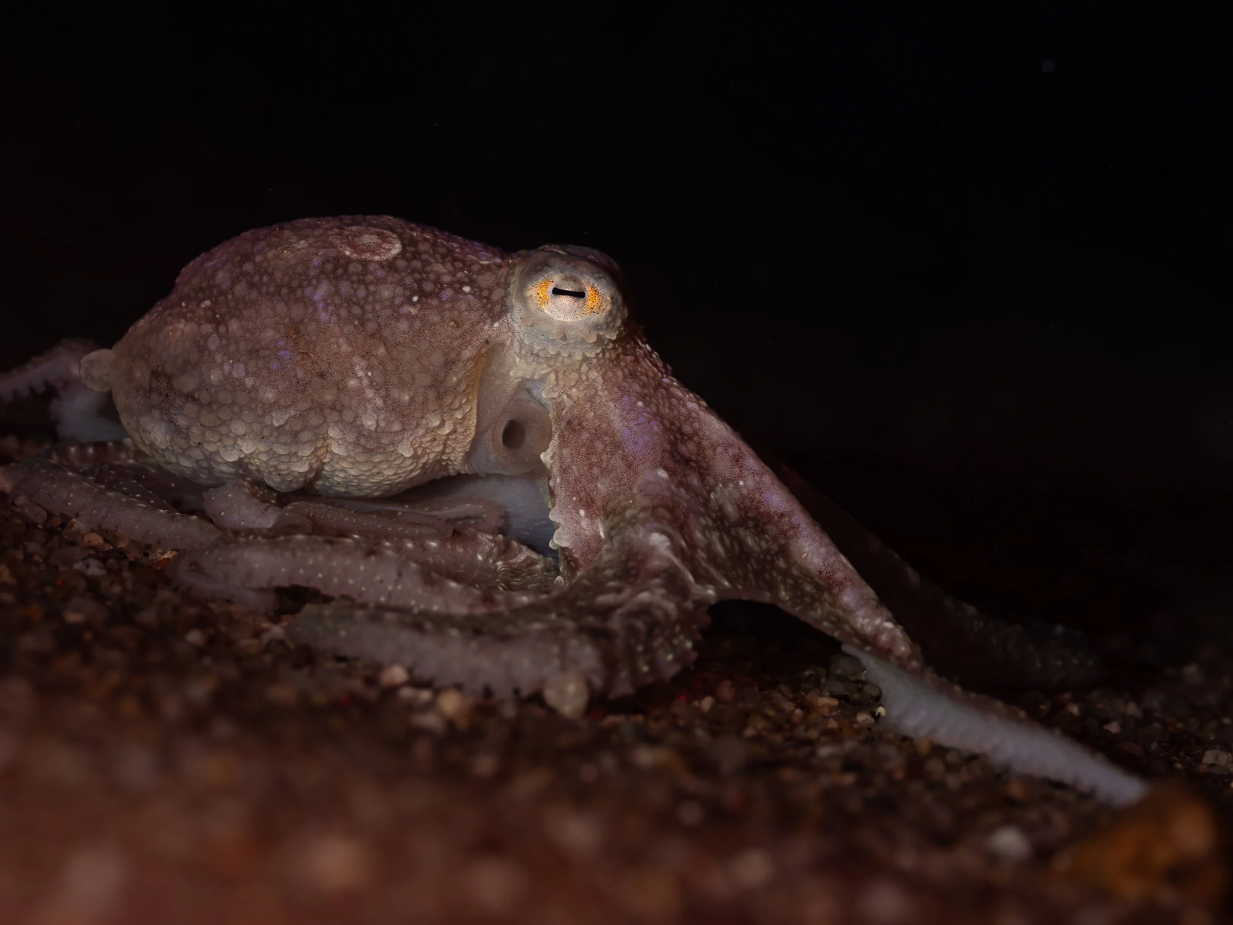 A camouflaged red octopus on the ocean floor..
