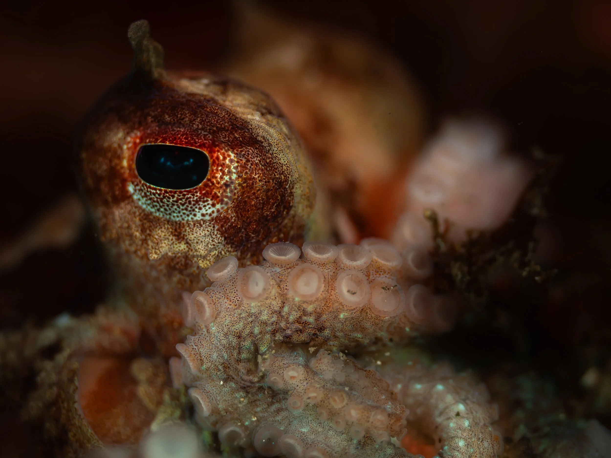 Close-up of an octopus with detailed skin texture and a large, dark eye.
