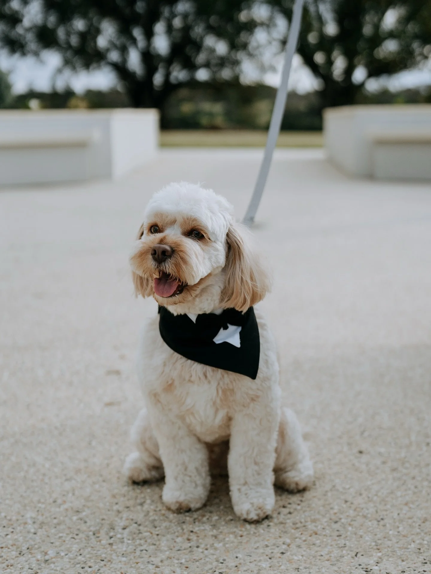 Meet Ace.

Yes, weddings are about vows, rings, and promises. 
But they&rsquo;re also about the people (and pets!) you can&rsquo;t imagine your day without. 

Ace took centre stage last weekend at Richard and Monica&rsquo;s wedding @events.sunnyside 