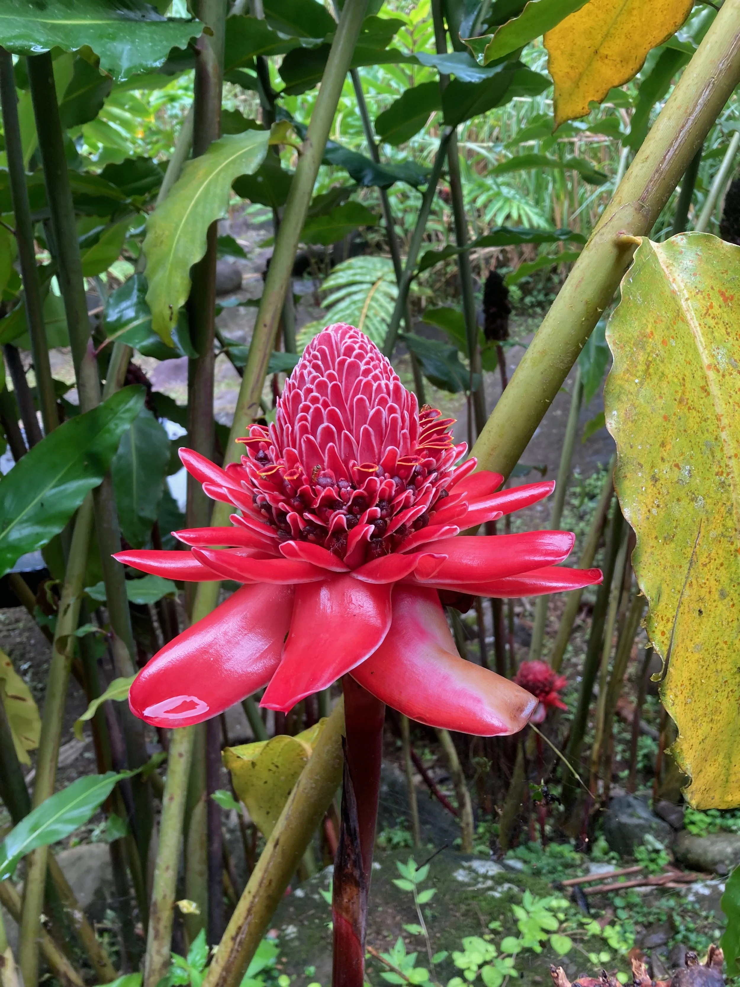 flower.jpg