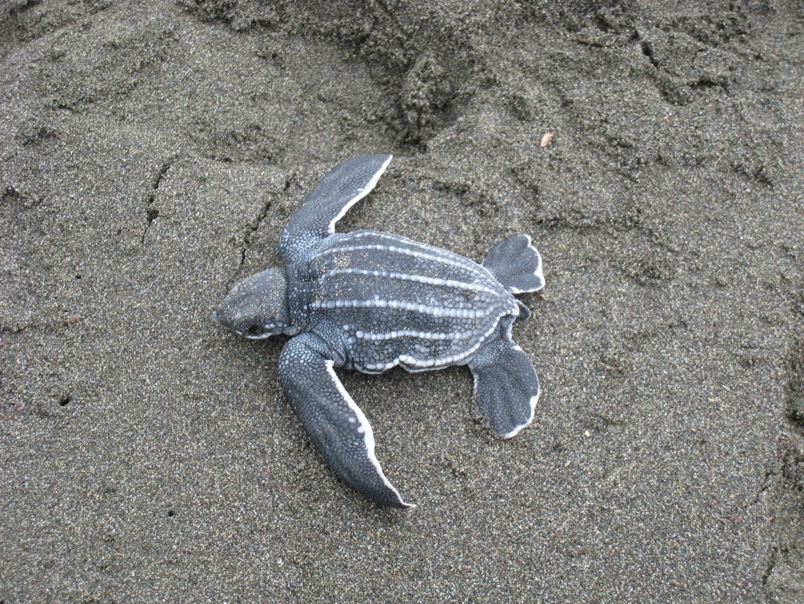 theapics_islandschool (101).JPG