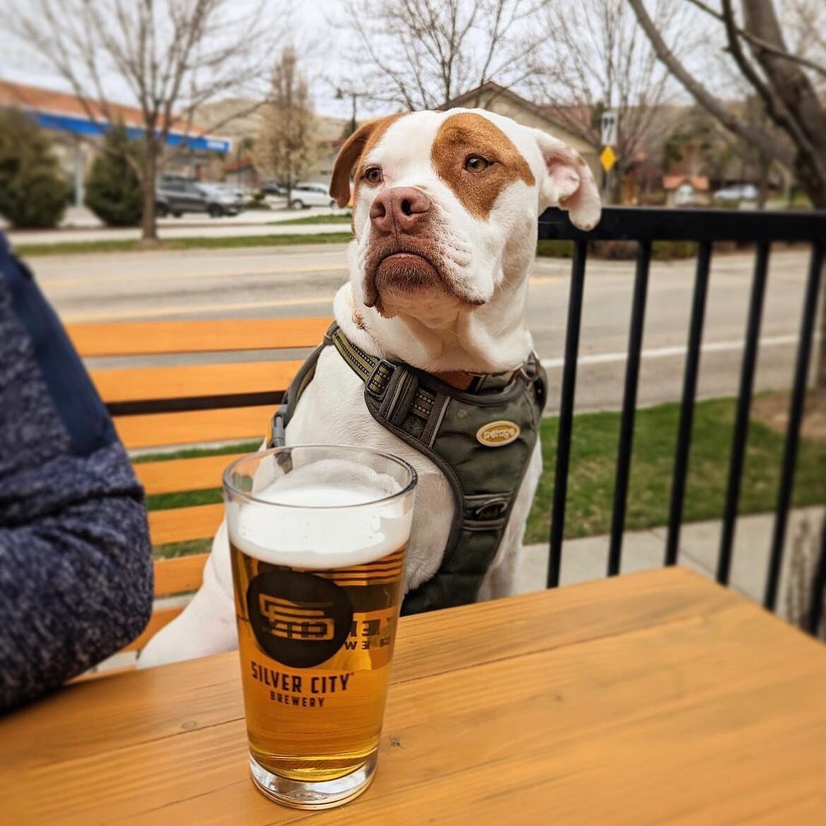Elmer out here just enjoying the patio days @lucky13pizza