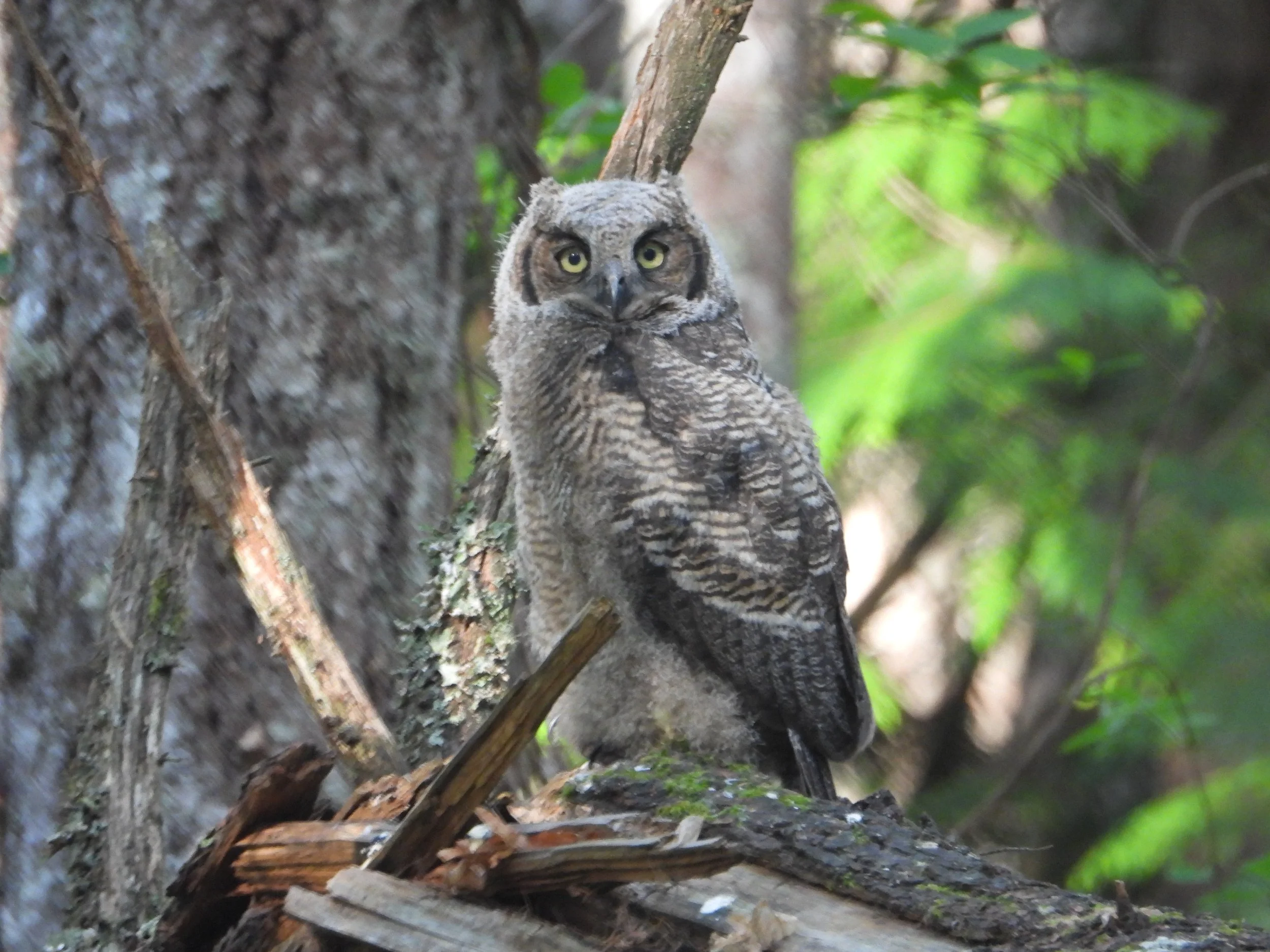 Owl Hill Ecological Reserve