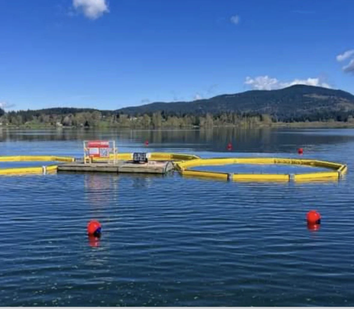 Quamichan Lake Remediation Project