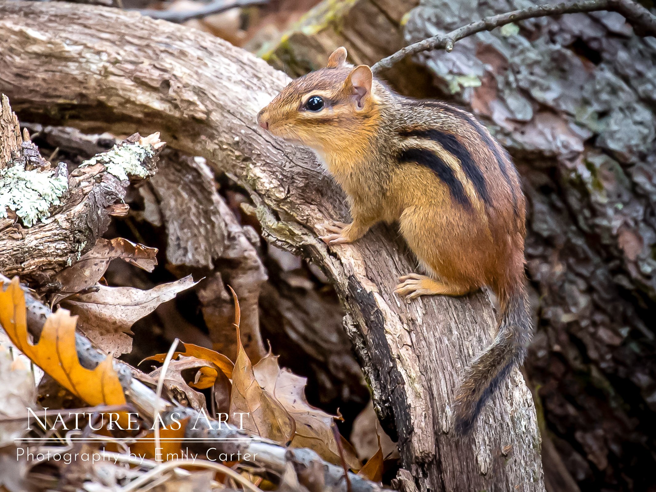 Shen2015-9393-Edit.jpg